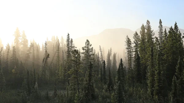 Tundra ködös erdő — Stock Fotó
