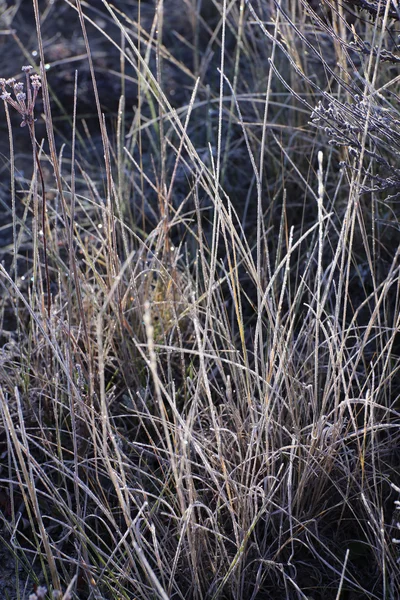 Reggel Frostat a fűben — Stock Fotó