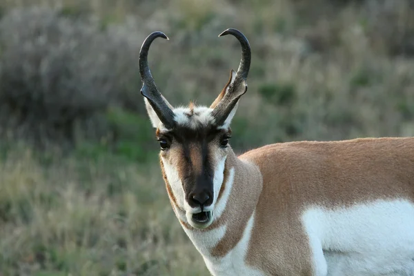 Gaffelbok Antelope op de ochtend — Stockfoto