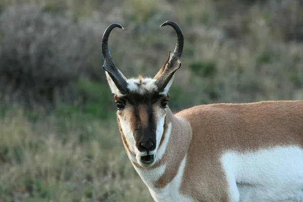 Antylopa Pronghorn w godzinach porannych — Zdjęcie stockowe