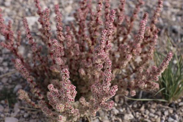 Kleine Wildblumen — Stockfoto