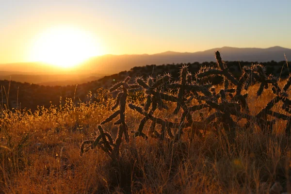 Cactus zonsondergang Nm — Stockfoto