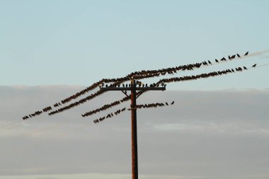 Birds on a Telegraph Pole clipart