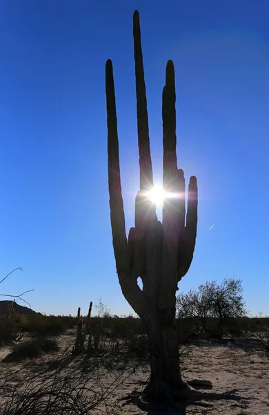 Grote olifant Cardon cactus op een woestijn met blauwe hemel, Baja California, Mexico. — Stockfoto