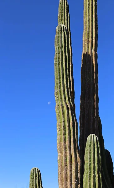 Grote olifant Cardon cactus op een woestijn met blauwe hemel, Baja California, Mexico. — Stockfoto