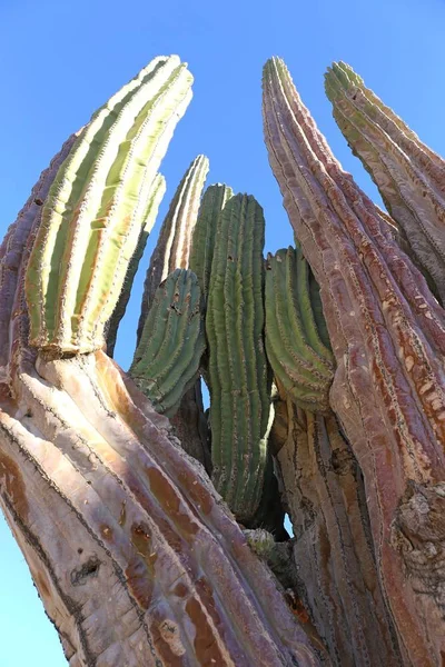 Grote olifant Cardon cactus — Stockfoto