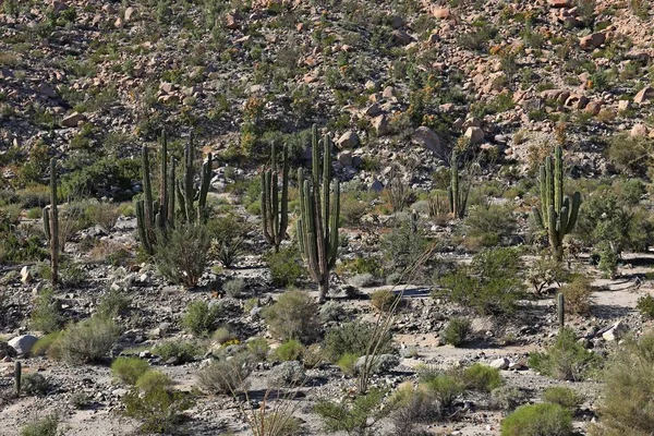 Cactus velden in mexico, baja california — Stockfoto