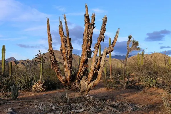 Dood grote olifant Cardon cactus op een woestijn met blauwe hemel, Baja California, Mexico. — Stockfoto