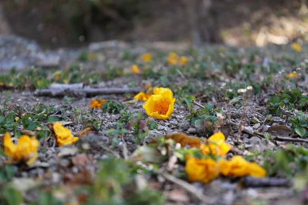 Yerde tropikal sarı çiçek — Stok fotoğraf