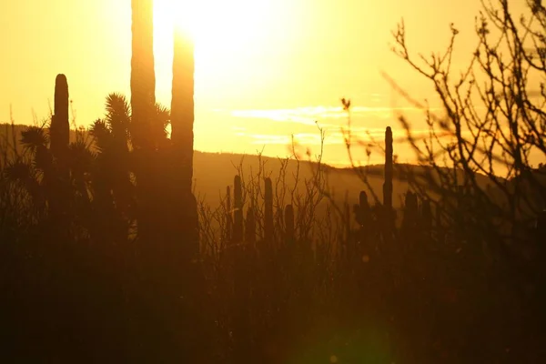 Gouden woestijn zonsondergang met zon — Stockfoto