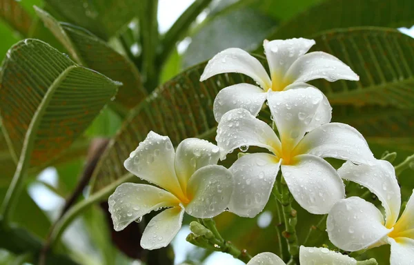 Kwiatów Frangipani na gałęzi — Zdjęcie stockowe