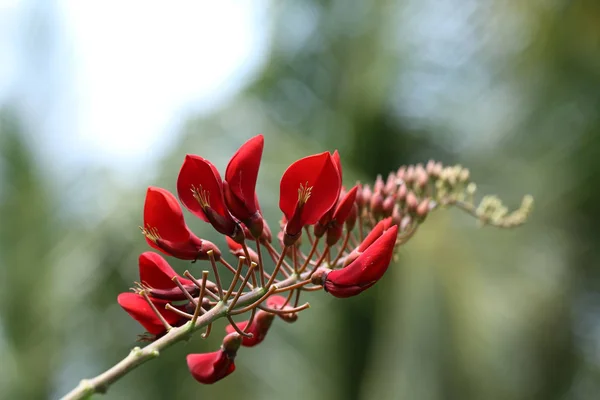 Cockspur Coral árvore - CORTICEIRA — Fotografia de Stock