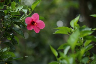 Pembe Hibiscus çiçek dal - arka plan