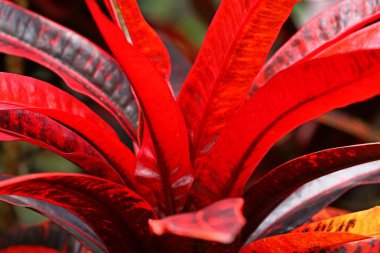 Renkli Croton yaprakları arka plan