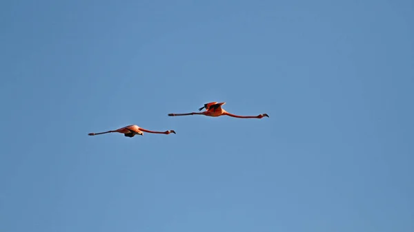 Flamingos volanti sul cielo blu — Foto Stock