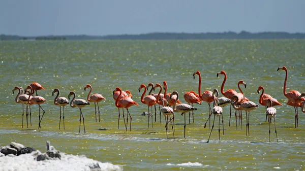 Flamingi w Yucatan, Meksyk — Zdjęcie stockowe