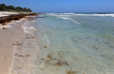 Mavi okyanus beyaz kum ve kırmızı deniz yosunu