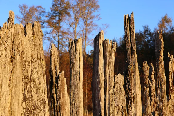 Laubholzzaun auf einer Wiese — Stockfoto