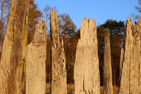 Recinzione in legno duro su un prato — Foto Stock