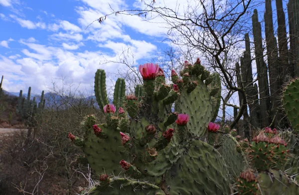 Roze Cactus Blossom — Stockfoto