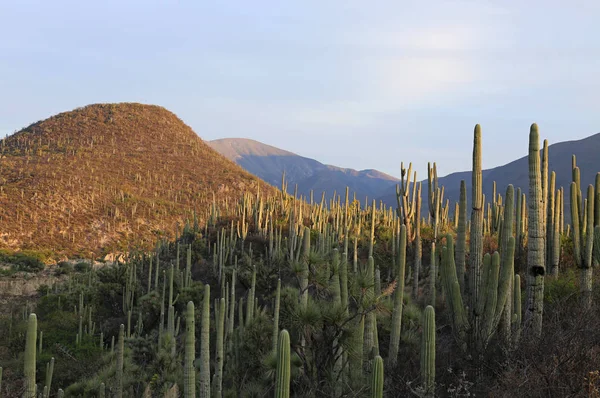 Cactus bos in Mexico — Stockfoto