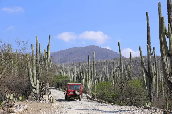 Landcruiser in de Cactus-velden — Stockfoto