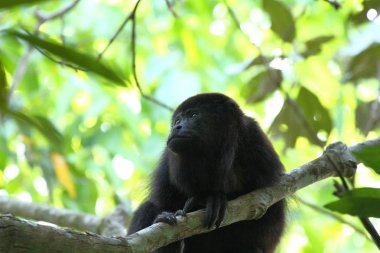 Genç Guatemala siyah uluyan maymun