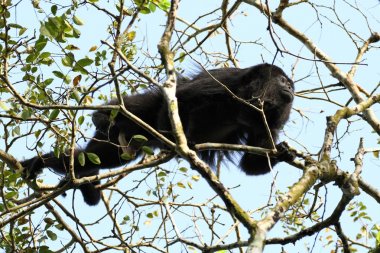 Guatemala siyah uluyan maymun - erkek