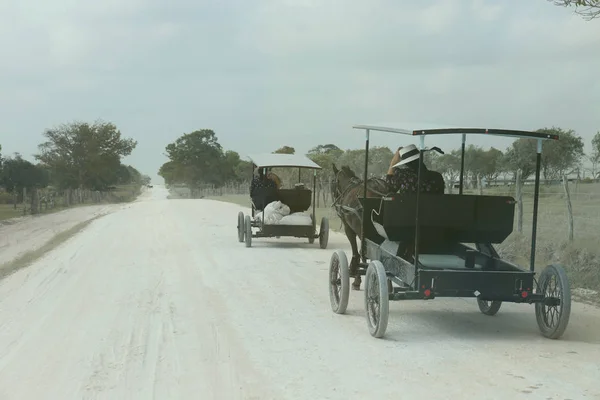 Mennonites Belize — Stok fotoğraf