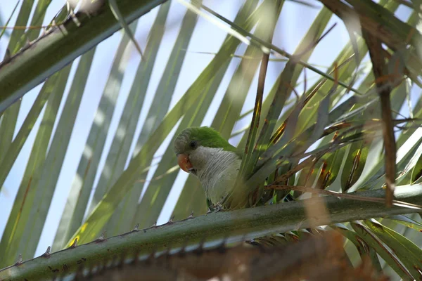 Monk parakeet in a Palmtree