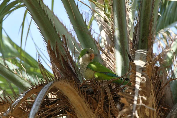Monk parakeet in a Palmtree