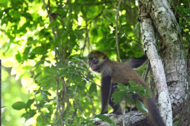 Doğal arka plan-yeşil yaprakları ile ağaç şube oturan genç bir örümcek maymun-yaban hayatı açık