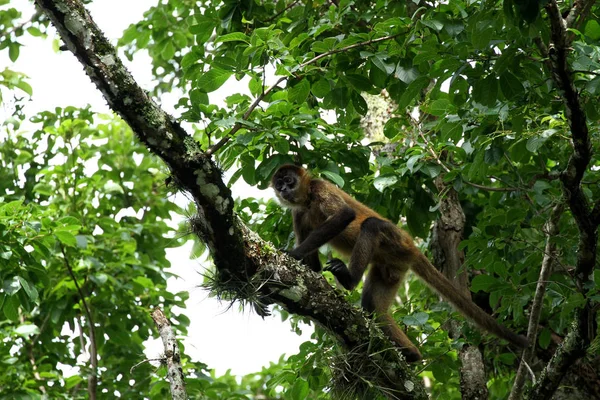 Małpa w dżungli Kostaryki - Spider Monkey Goffrey — Zdjęcie stockowe