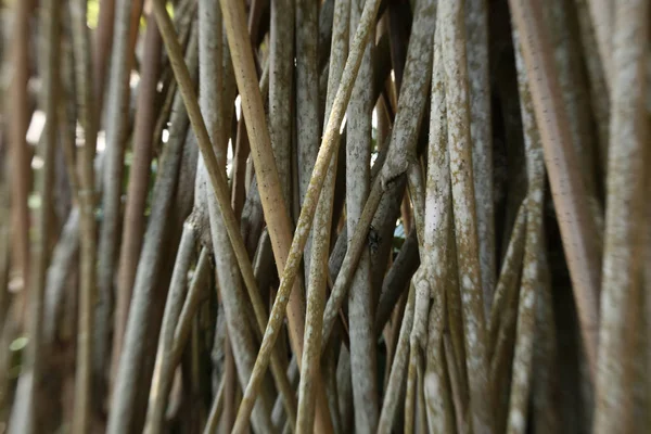 Raíces de manglar - Mangroveforest — Foto de Stock