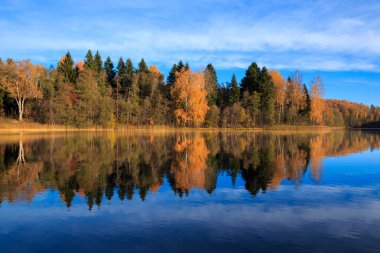 Sonbahar mevsiminde nehrin üzerindeki sarı ağaçların manzarası 