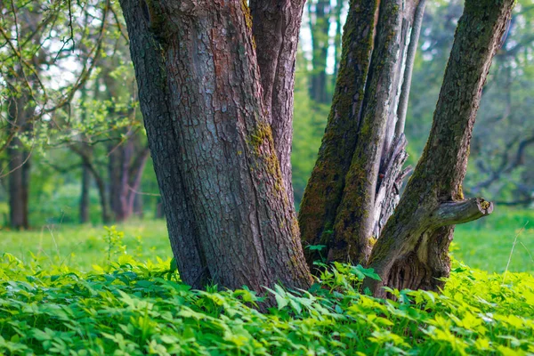 Yaz mevsiminde park manzarası