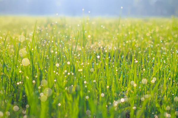 Gros Plan Herbe Verte Juteuse Lumineuse Avec Des Gouttes Pluie — Photo