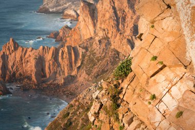 Portekiz Cabo da Roca 'da batan güneş ışınlarıyla kayalıklarda yeşil bitkiler.