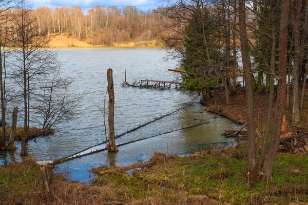 Tronco Floresta Baía Lago — Fotografia de Stock