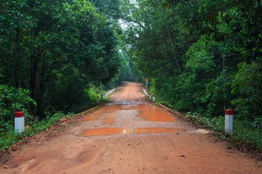 Ormanda güzel bir yol. 