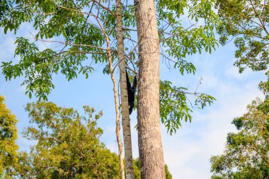 Vietnam hayvanat bahçesindeki maymun 