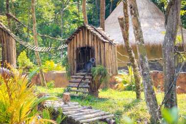 Vietnam hayvanat bahçesindeki maymun 