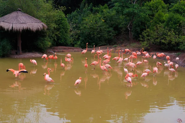 Flamingos Pond River — Stock Photo, Image