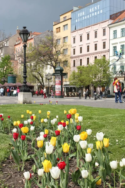 Bratislava Eslováquia Abril 2011 Canteiro Flores Com Tulipas Coloridas Praça — Fotografia de Stock