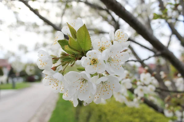 春には梨の枝に白い花を咲かせ — ストック写真