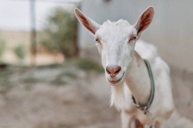 Kameraya bak, fotoğraf, örtü için, saç bandı, evcil hayvanlar, çiftçilik, tarım hakkında bir makale için. Güzel beyaz keçi suratı, evcil keçi. Sakallı keçi