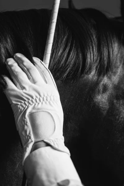 Jockey Satteln Das Vollblutpferd Für Dressur Oder Pferderennen Nahaufnahme Von — Stockfoto