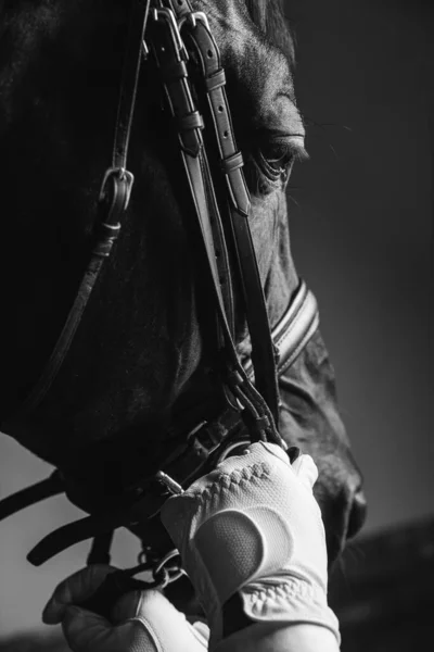 Jockey Satteln Das Vollblutpferd Für Dressur Oder Pferderennen Pferdegesicht Mit — Stockfoto