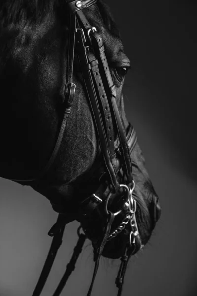 Jockey Sela Cavalo Puro Sangue Para Curativo Corrida Equestre Cara — Fotografia de Stock