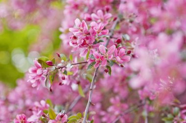  Pembe çiçek açan elma ağacı